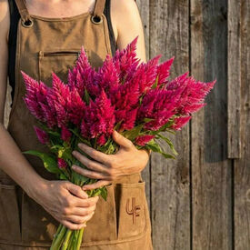 Salmon Pink Kimono, Celosia Seeds